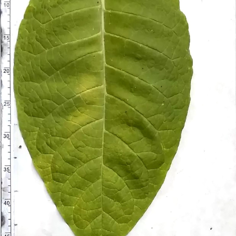 Tobacco seeds Maryland - 50
