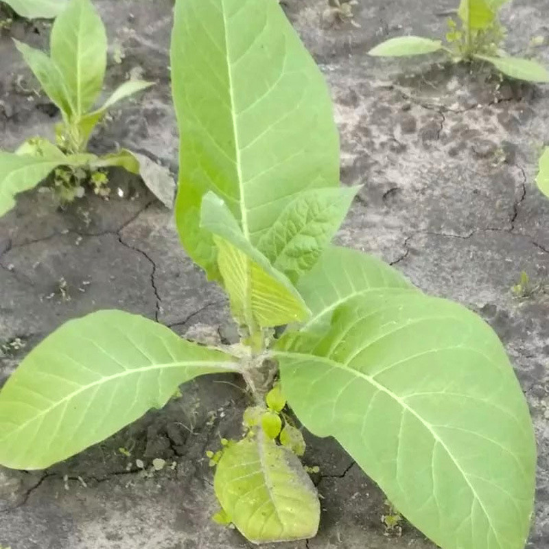 Tobacco seeds Maryland - 50