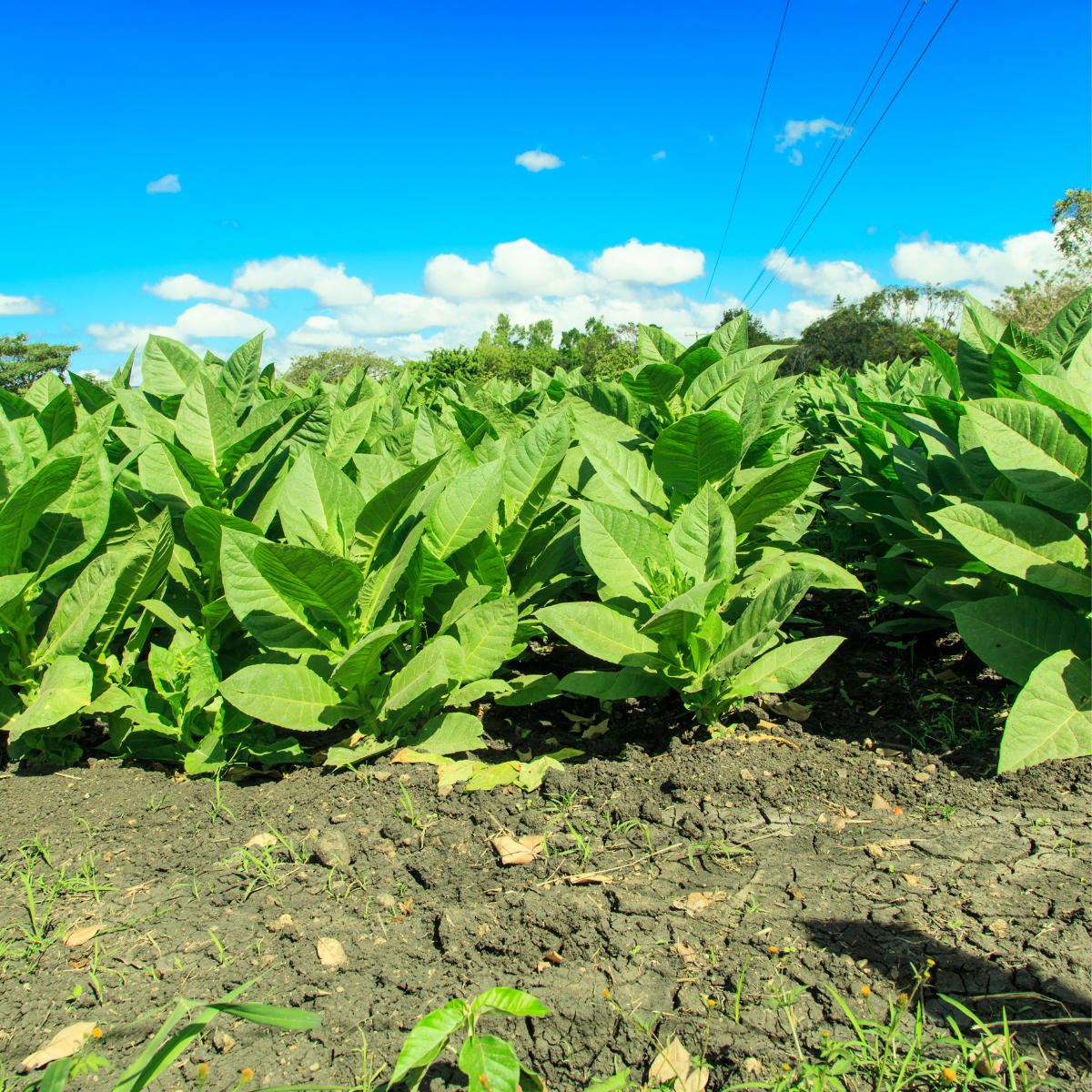 Tobacco seeds Maryland - 100