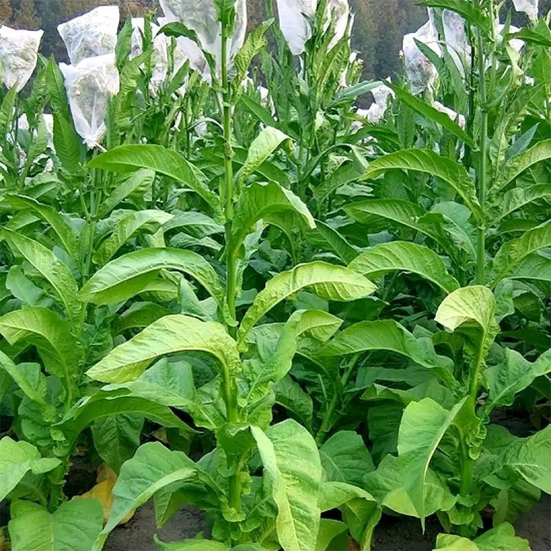 Tobacco seeds - Virginia Goose Creek Red (Virginia GGR) - 100