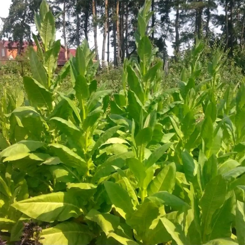 Tobacco seeds - Virginia Goose Creek Red (Virginia GGR) - 100