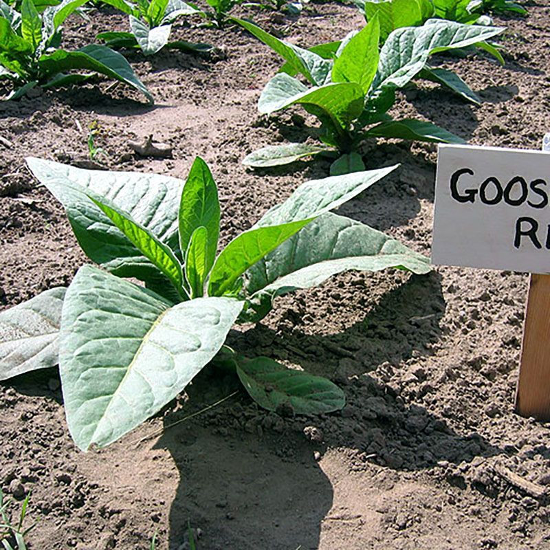 Tobacco seeds - Virginia Goose Creek Red (Virginia GGR) - 100