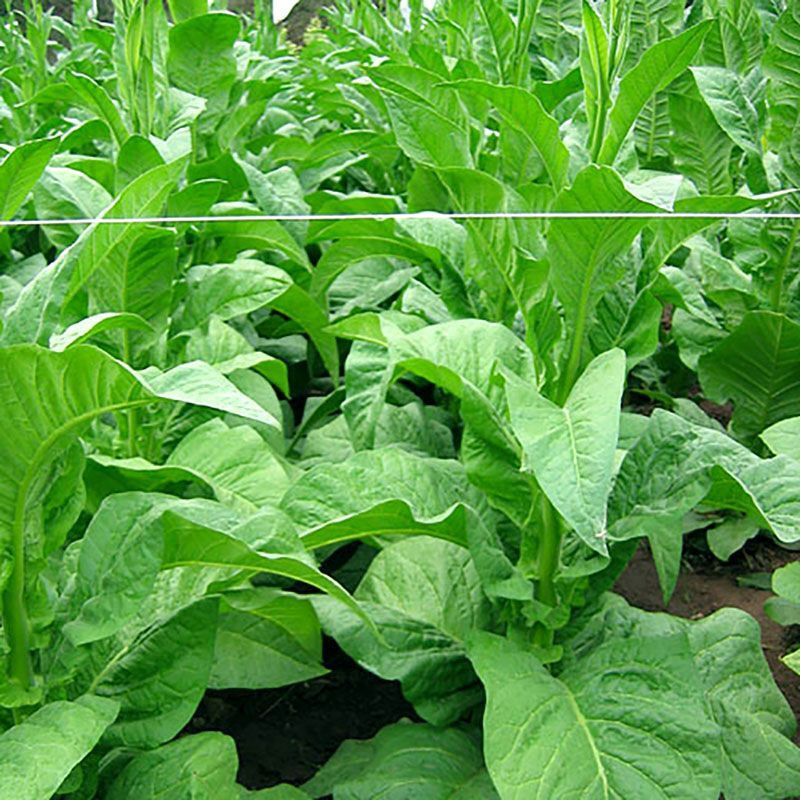 Tobacco seeds - Virginia Goose Creek Red (Virginia GGR) - 100