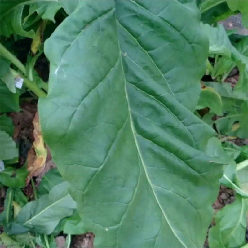 Tobacco seeds - Virginia Goose Creek Red (Virginia GGR) - 100