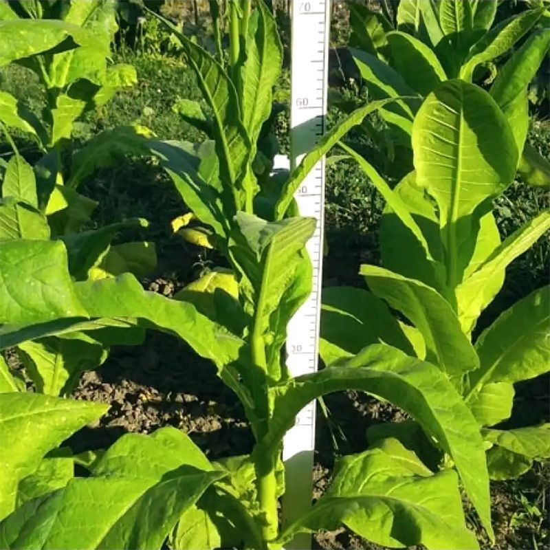 Tobacco seeds - Virginia Goose Creek Red (Virginia GGR) - 100