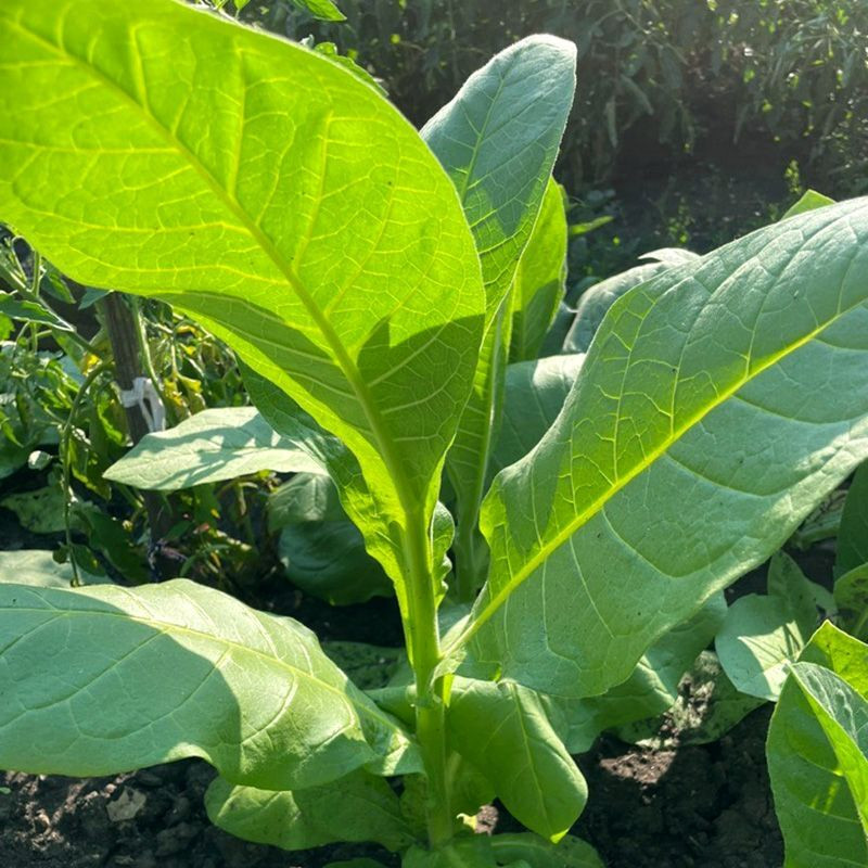 Tobacco seeds - Virginia Goose Creek Red (Virginia GGR) - 100