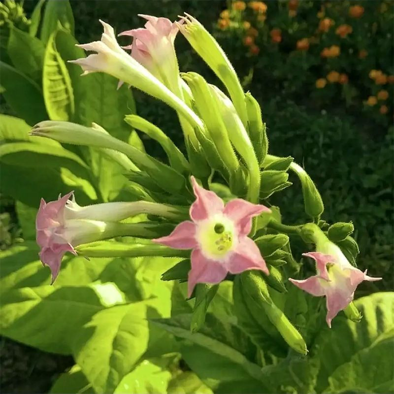 Tobacco seeds - Virginia Goose Creek Red (Virginia GGR) - 100