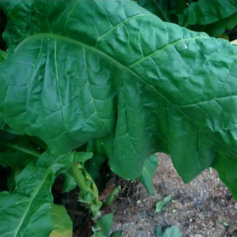 Tobacco seeds - Virginia Vesta 64 - 100