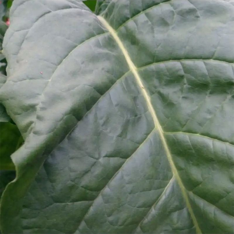 Tobacco seeds - Virginia Vesta 64 - 100