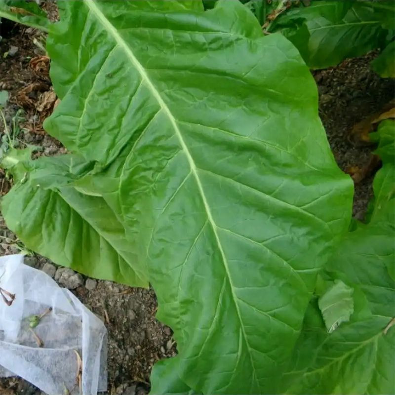Tobacco seeds - Virginia Vesta 64 - 100
