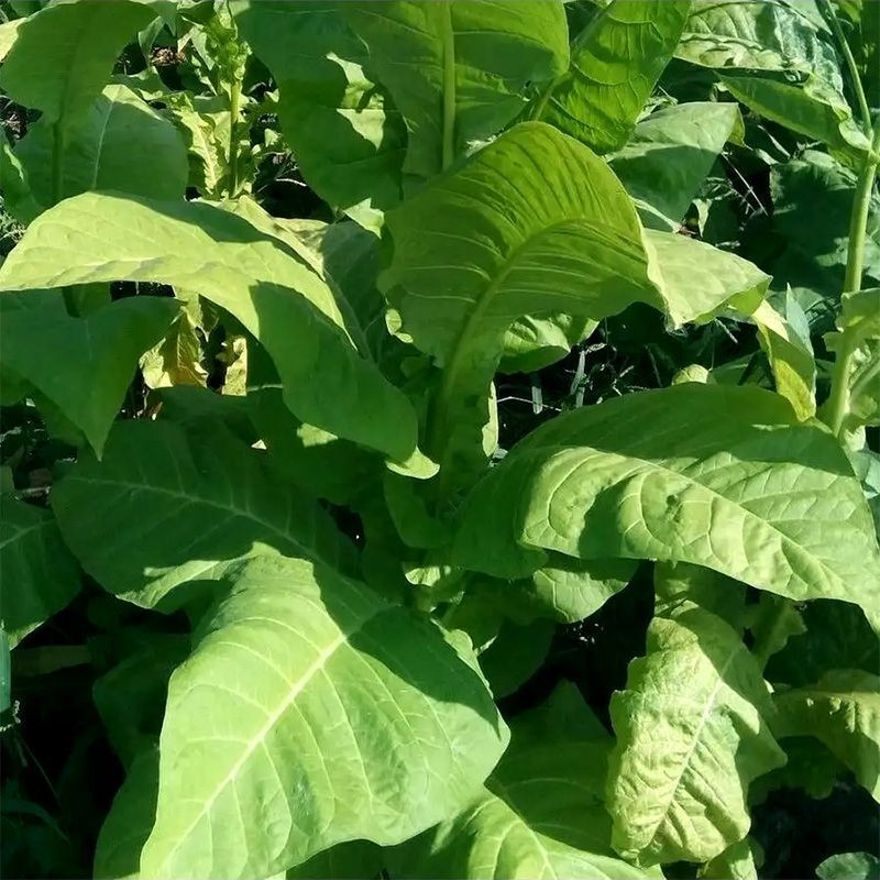 Tobacco seeds - Virginia Vesta 64 - 100