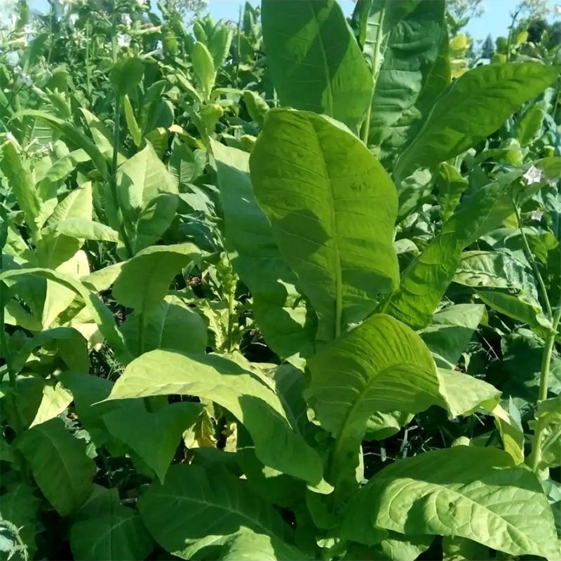 Tobacco seeds - Virginia Vesta 64 - 100