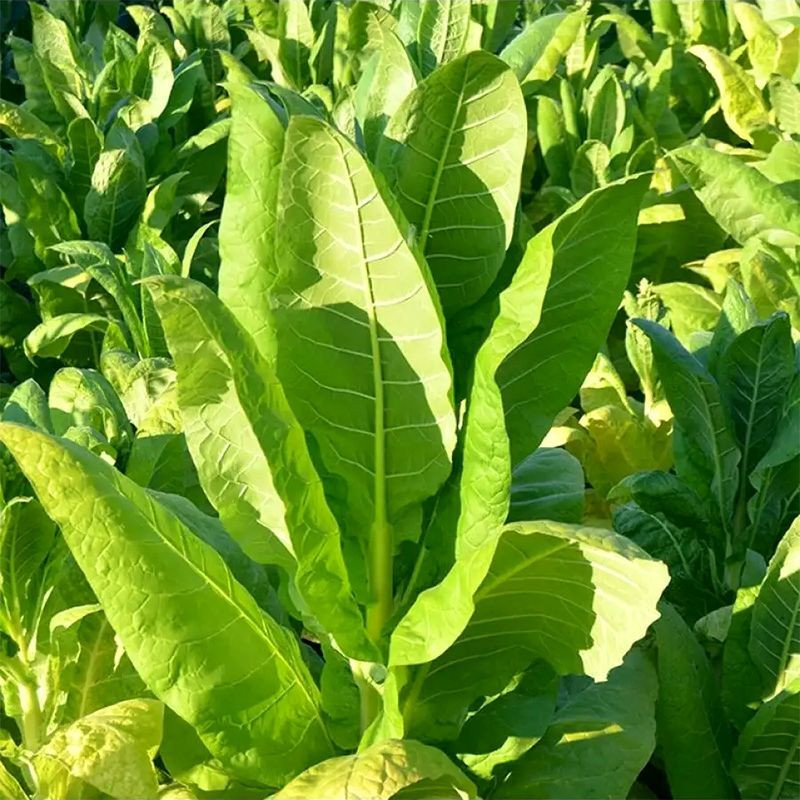 Tobacco seeds - Virginia Vesta 64 - 100