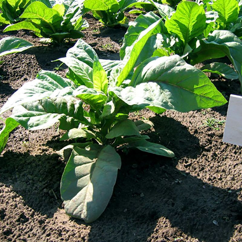 Tobacco seeds - Virginia Hickory Pryor - 50