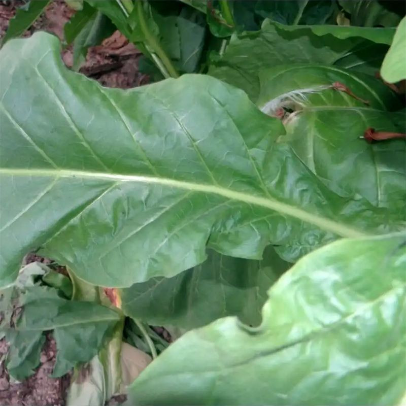 Tobacco seeds - Virginia Hickory Pryor - 50