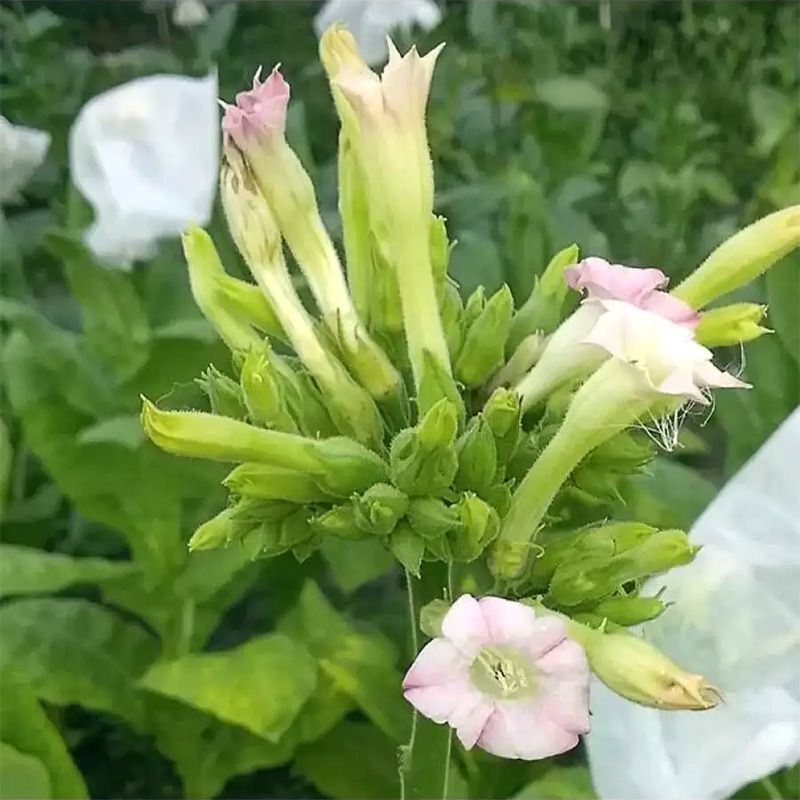 Tobacco seeds - Virginia Hickory Pryor - 50