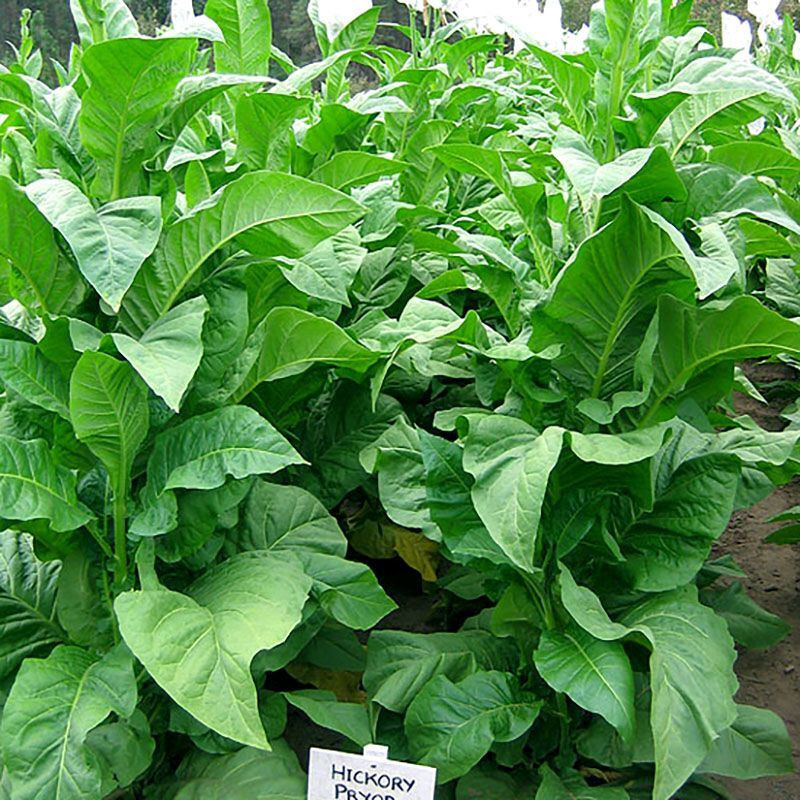 Tobacco seeds - Virginia Hickory Pryor - 50