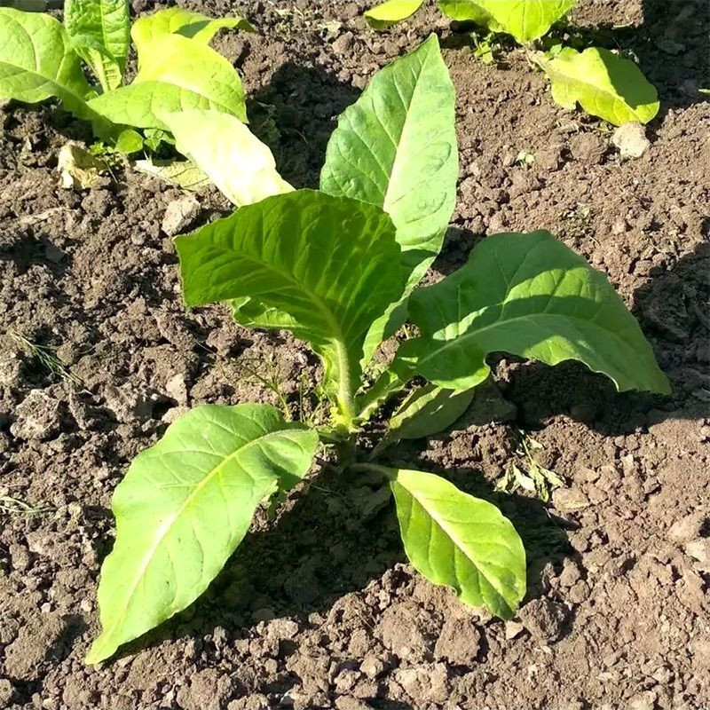 Tobacco seeds - Virginia Hickory Pryor - 50