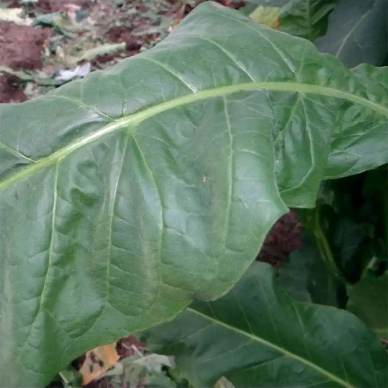 Tobacco seeds - Virginia Hickory Pryor - 50