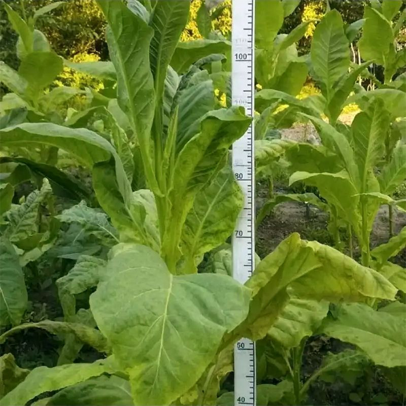Tobacco seeds - Virginia Hickory Pryor - 50