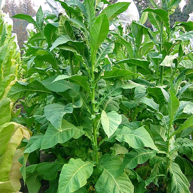 Tobacco seeds - Virginia Hickory Pryor - 50