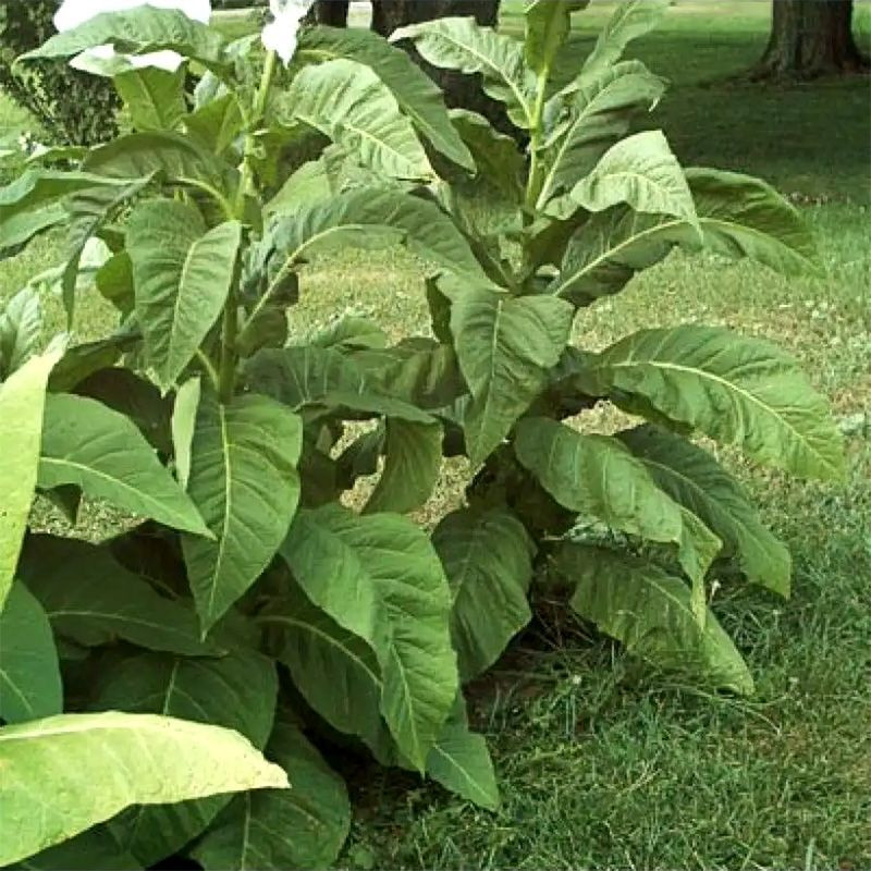 Tobacco seeds - Virginia Hickory Pryor - 100