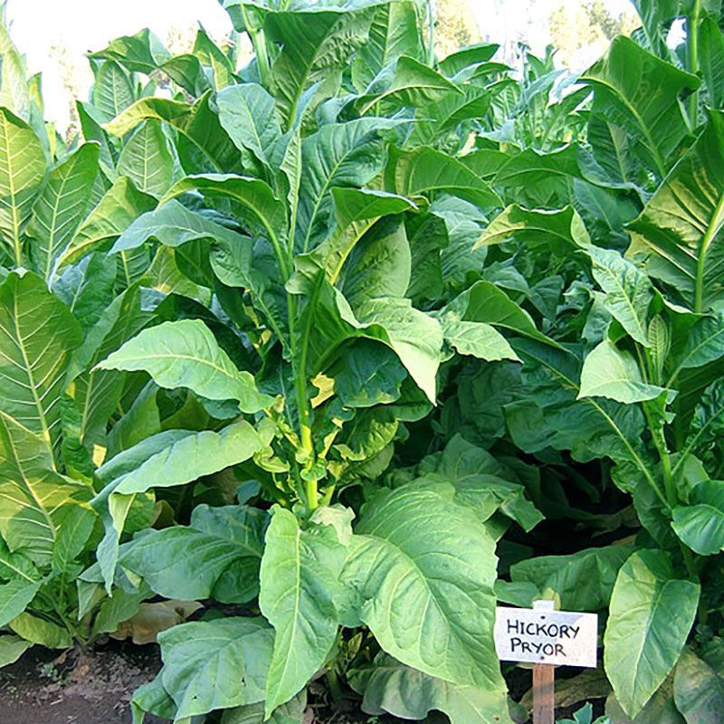 Tobacco seeds - Virginia Hickory Pryor - 50