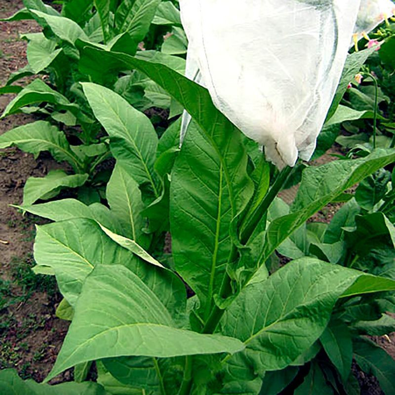 Tobacco seeds - White Gold - 100