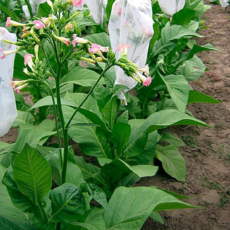 Tobacco seeds - White Gold - 100