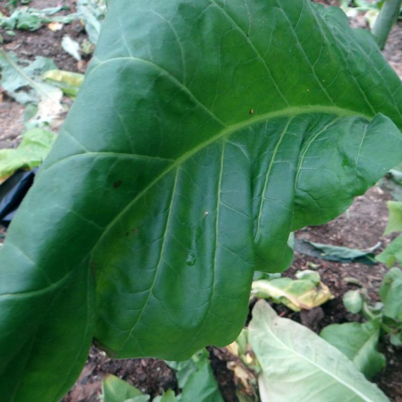 Tobacco seeds - White Gold - 100