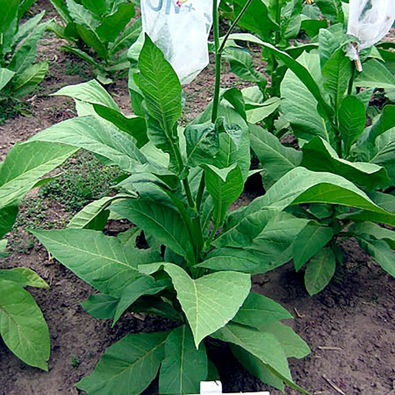 Tobacco seeds - White Gold - 100