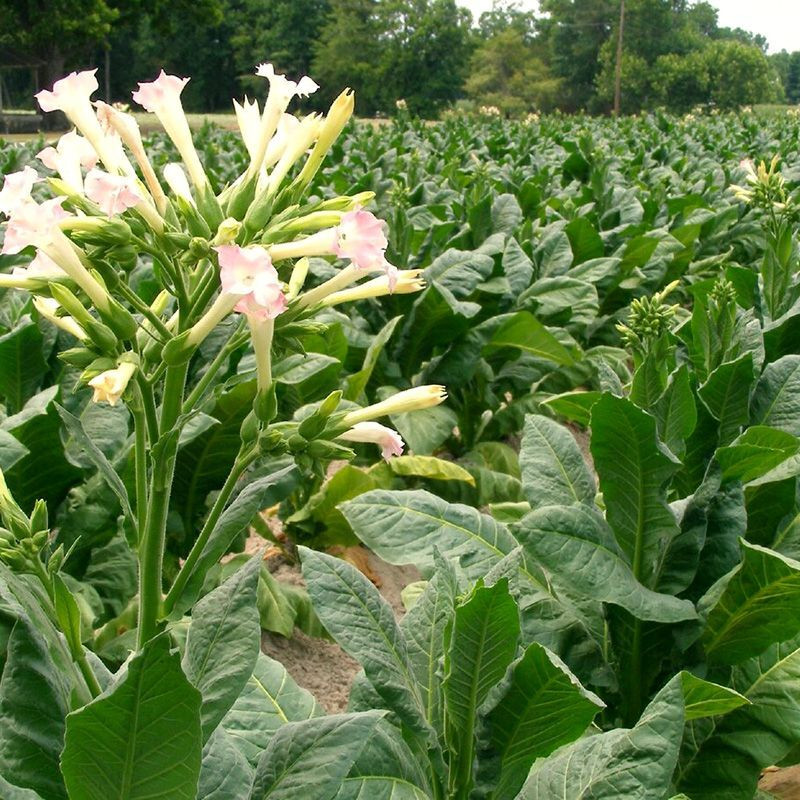 Tobacco seeds - Comstoc Spanish - 50