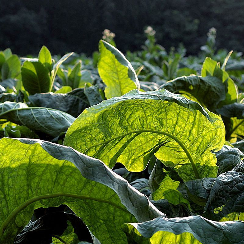 Tobacco seeds - Comstoc Spanish - 50