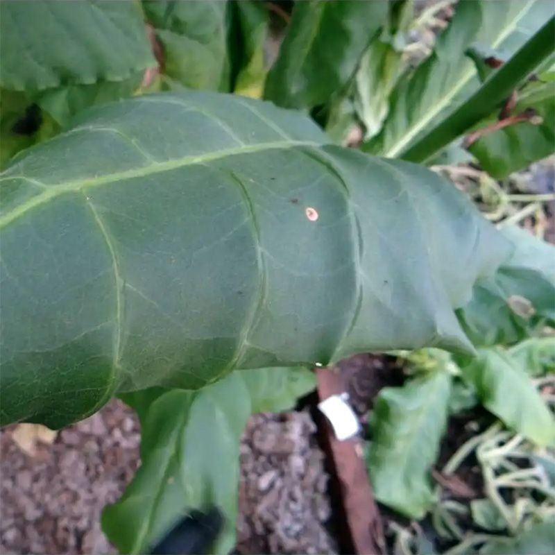 Tobacco seeds - Comstoc Spanish - 50