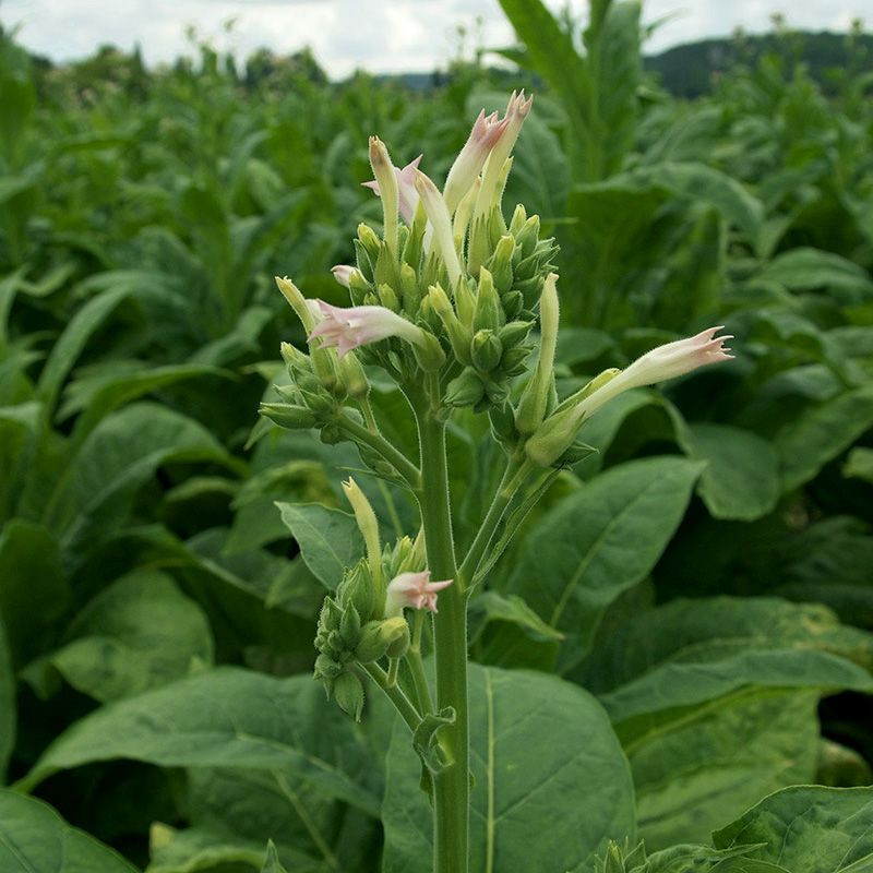 Tobacco seeds - Comstoc Spanish - 50