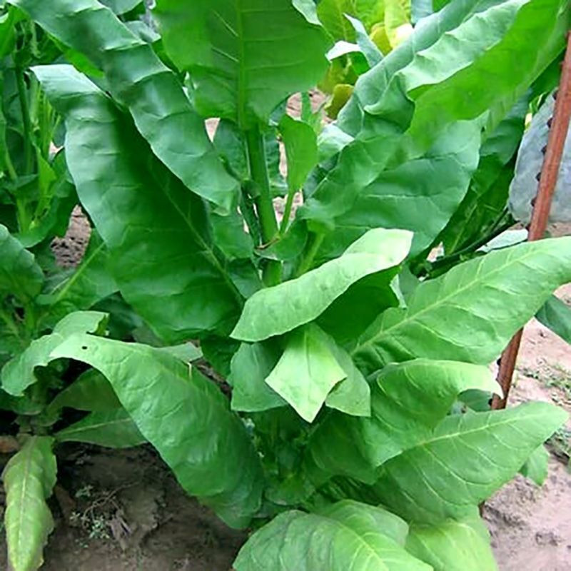 Tobacco seeds - Comstoc Spanish - 50