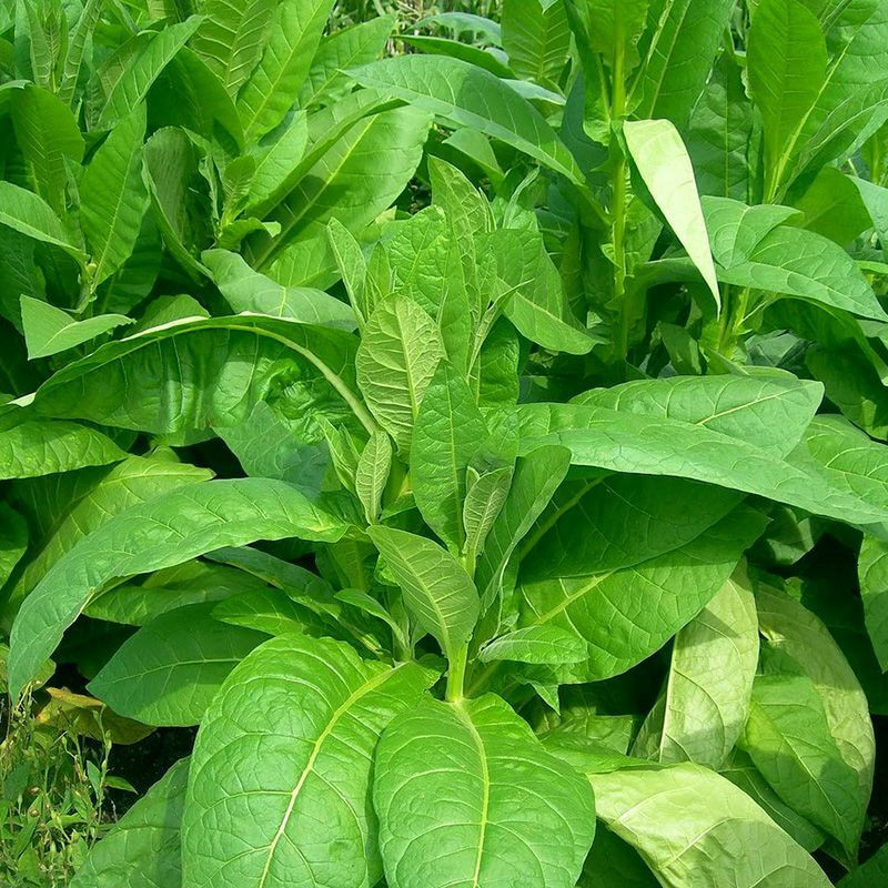 Tobacco seeds - Comstoc Spanish - 100