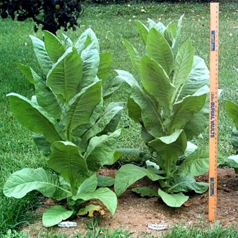Tobacco seeds - Comstoc Spanish - 50