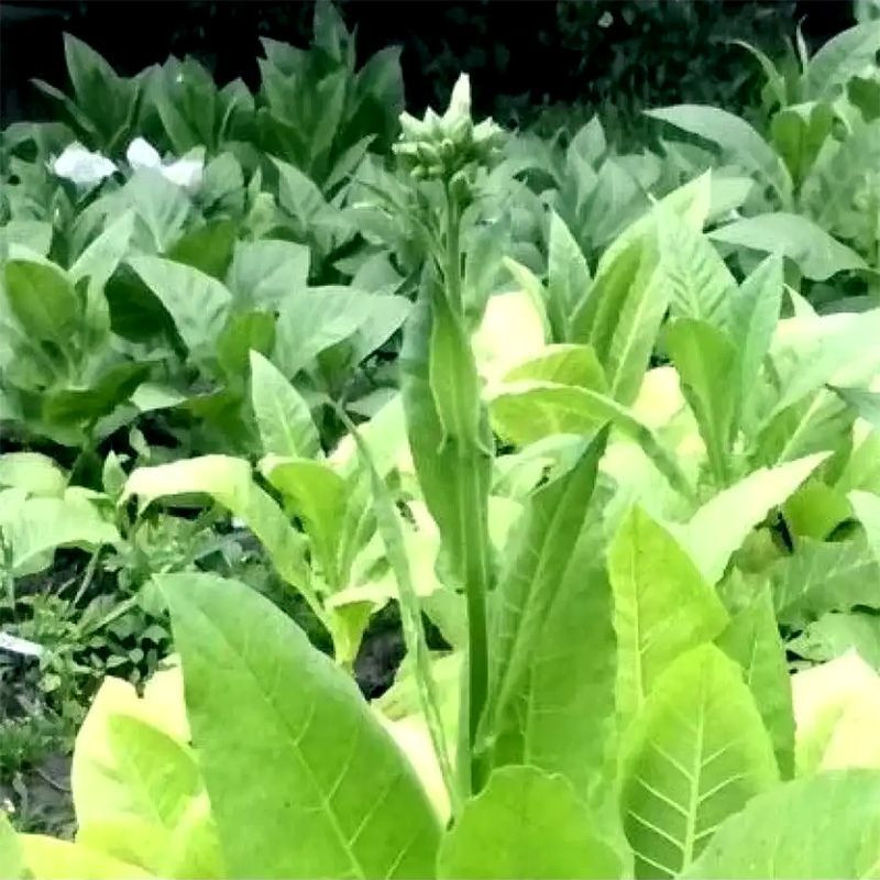 Tobacco seeds - Comstoc Spanish - 50