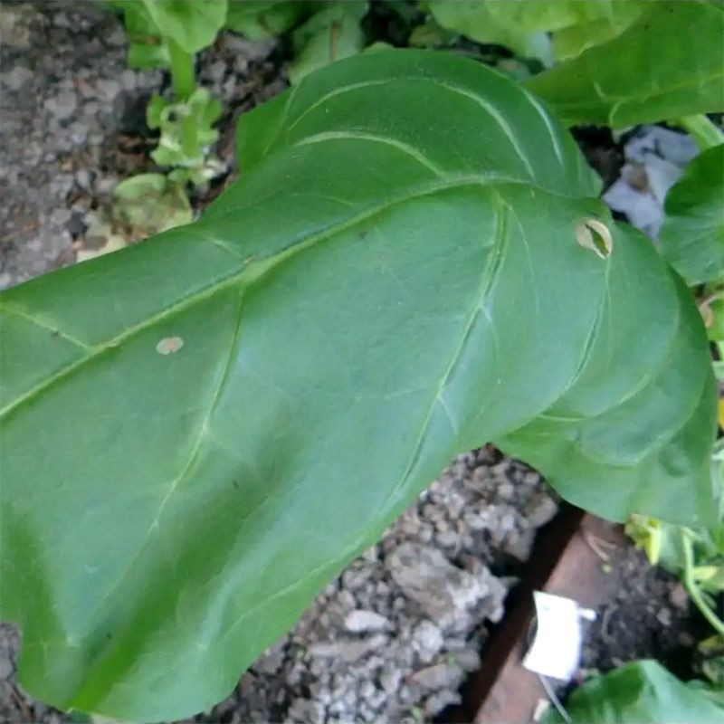 Tobacco seeds - Comstoc Spanish - 50
