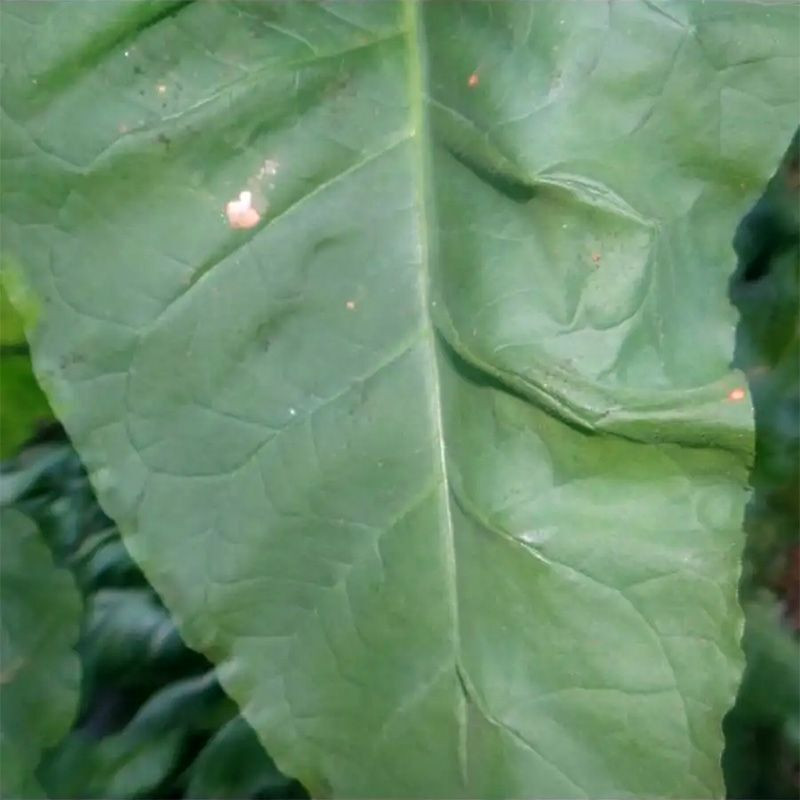 Tobacco seeds - Suifu - 100