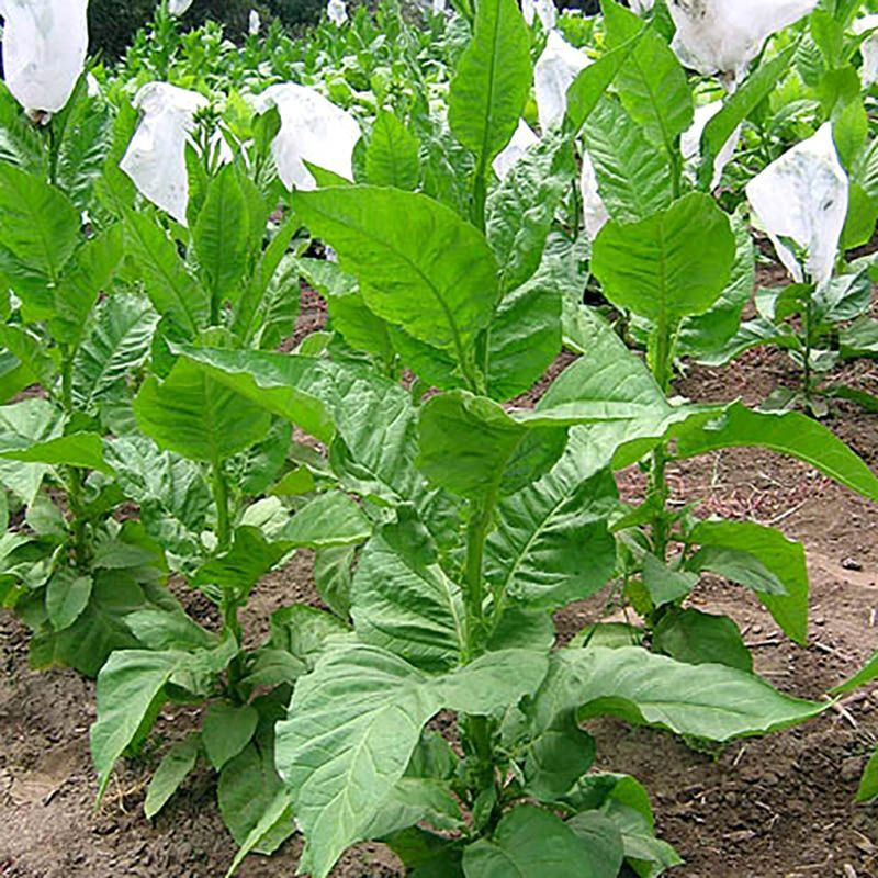 Tobacco seeds - Suifu - 100