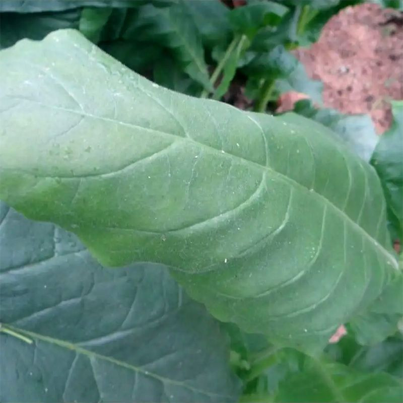 Tobacco seeds - Ege - 100