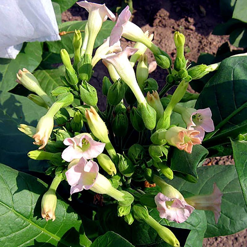 Tobacco seeds - Ege - 100