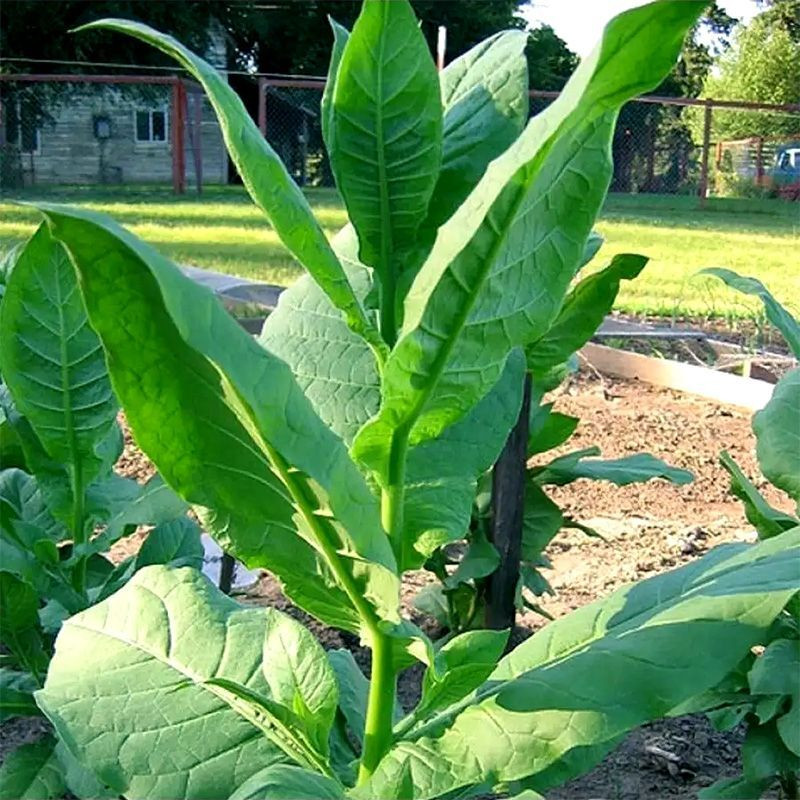 Tobacco seeds - Izmir / Lebanese strain - 100