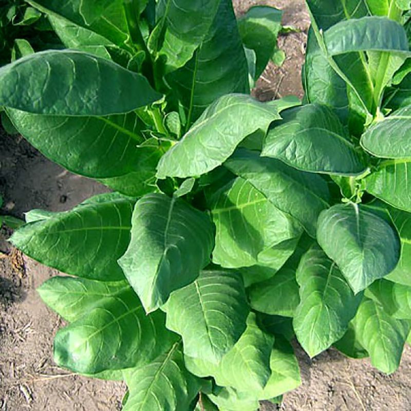 Tobacco seeds - Izmir / Lebanese strain - 100