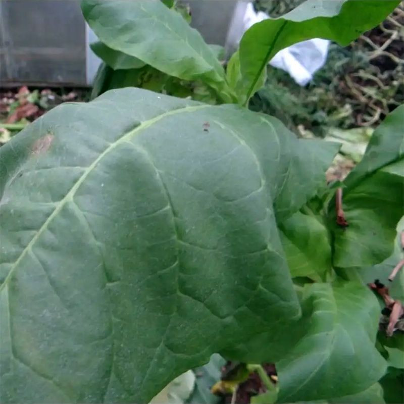 Tobacco seeds - Izmir / Lebanese strain - 100