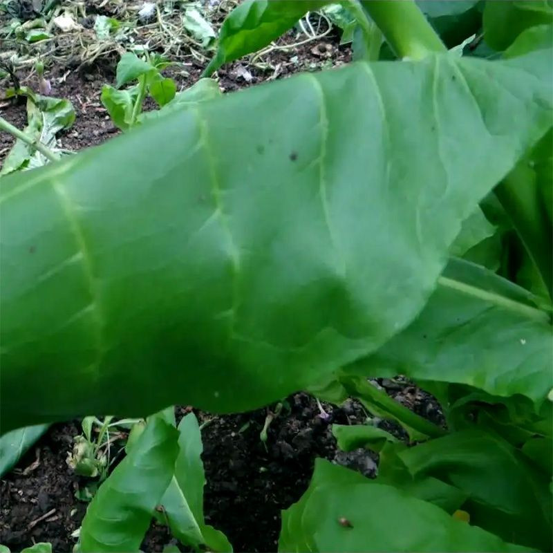 Tobacco seeds - Izmir / Lebanese strain - 100