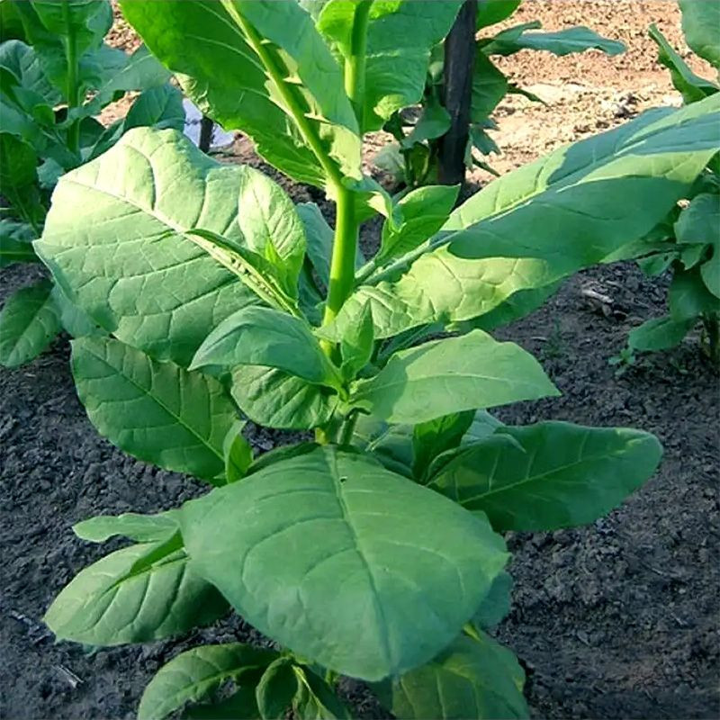 Tobacco seeds - Izmir / Lebanese strain - 100