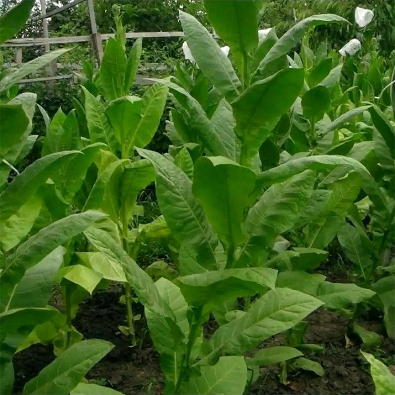 Tobacco seeds - Izmir / Lebanese strain - 100